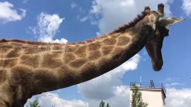 Парк Львов Крым 2019 смотреть онлайн