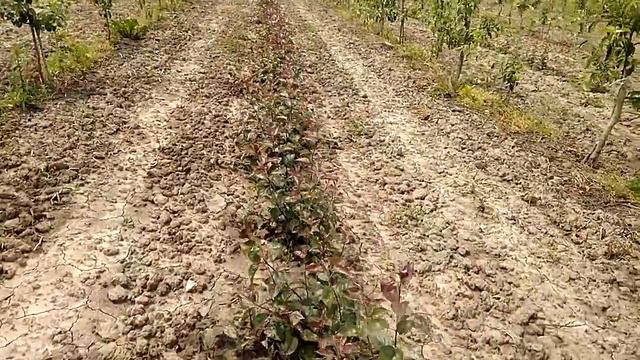 Окучивание маточника 62-396 и 54-118 Небольшое сравнение подвоев смотреть онлайн