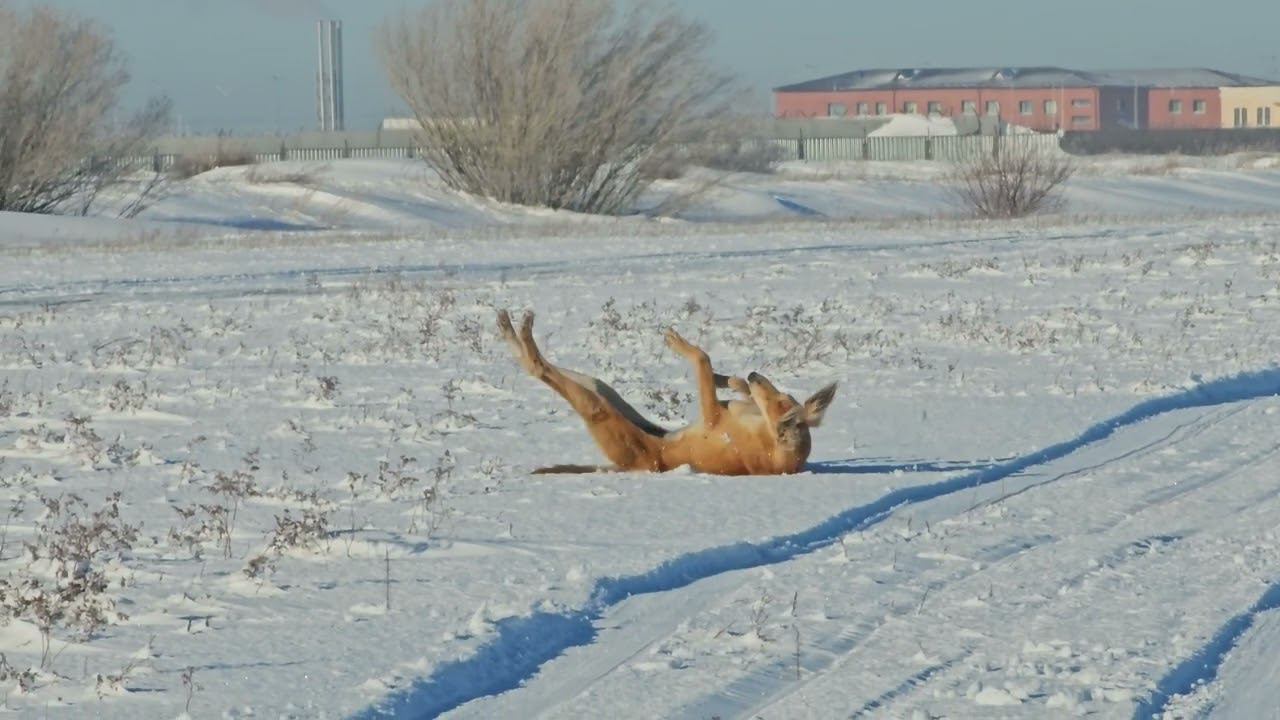 #dog #snow #mobile #samsung #samsunggalaxy #airport #greyhounds #winter смотреть онлайн