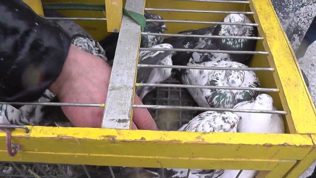 Ярмарка.Продолжение и конец 2 й.части.1.02.2020.г.Харьков.Льва Ландау. смотреть онлайн