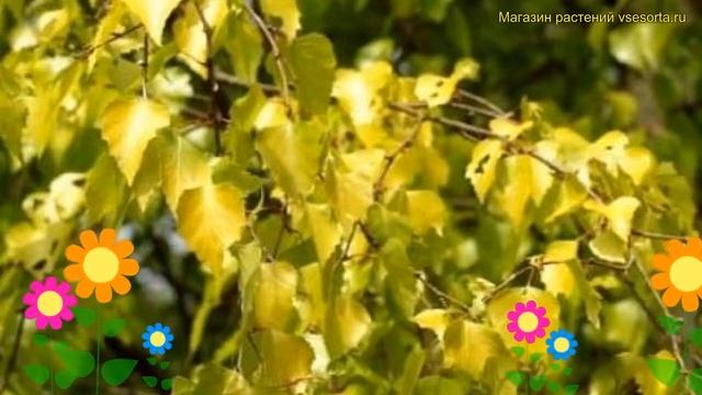 Береза повислая Шневердингер Голдбирк. Краткий обзор betula pendula Schneverdinger Goldbirke смотреть онлайн
