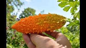 Как вырастить момордику? Что такое момордика? Как готовить момордику?
