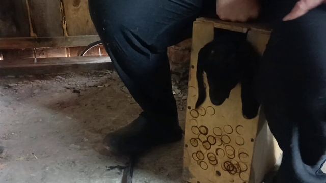 Обезроживаем козлят.18+ смотреть онлайн