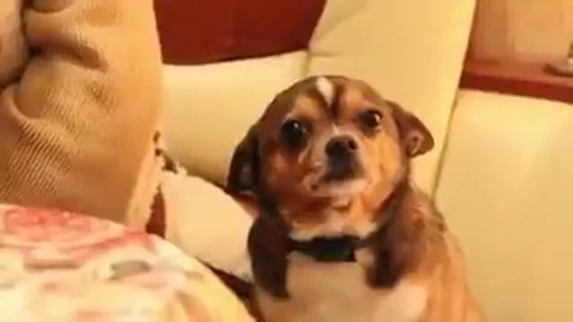 Собака понимает свою вину 1 смотреть онлайн