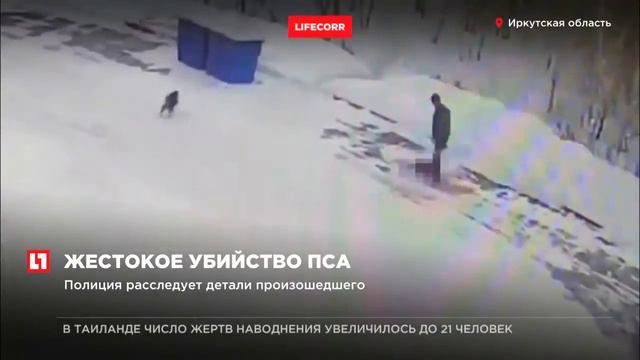 ПОЛИЦИЯ УСТАНОВИЛА ЛИЧНОСТЬ ЖИВОДЕРА ЖЕСТКО РАСПРАВИВШЕГОСЯ С БЕЗДОМНОЙ СОБАКОЙ ПОД ИРКУТСКОМ смотреть онлайн