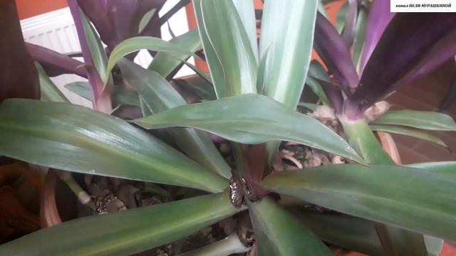 РЕО - родственник ТРАДЕСКАНЦИИ.  Всё об УХОДЕ и РАЗМНОЖЕНИИ.