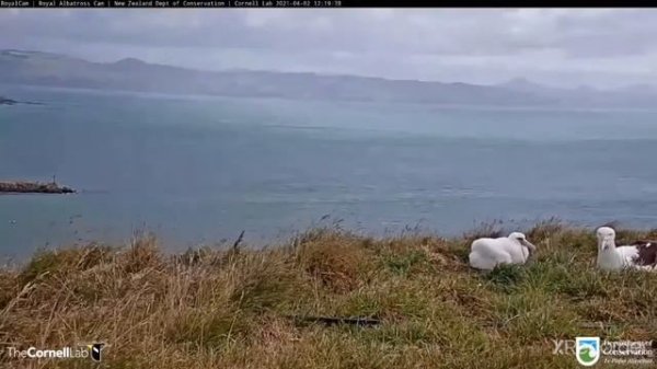 Френсис Гойя Я все могу.