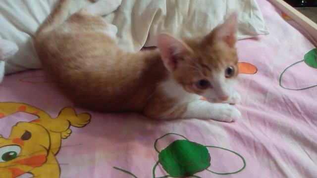 Жизнь рыжика часть 1(0_0) смотреть онлайн