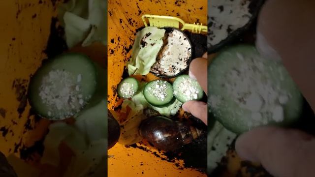 как правильно давать улиткам кальций? смотреть онлайн