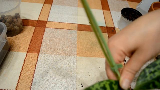 Венерин башмачок. Пафиопедилум (посадка) смотреть онлайн