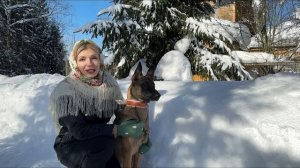 Как отучить собаку тянуть поводок на прогулке?