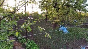 Шпалера для винограда. Какие формировки винограда я использую.