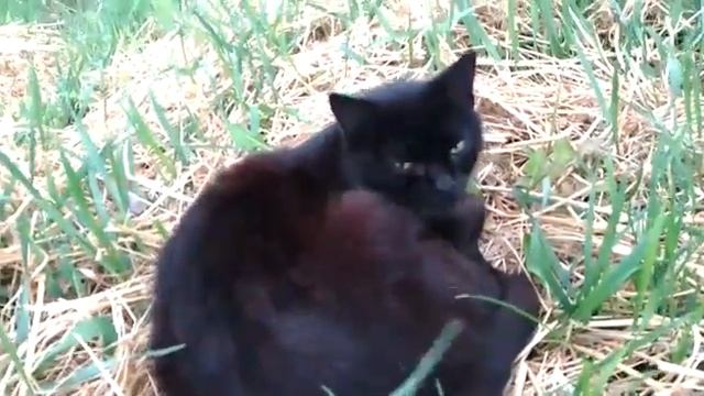 Кошка любит спать в поле!!!(((. смотреть онлайн