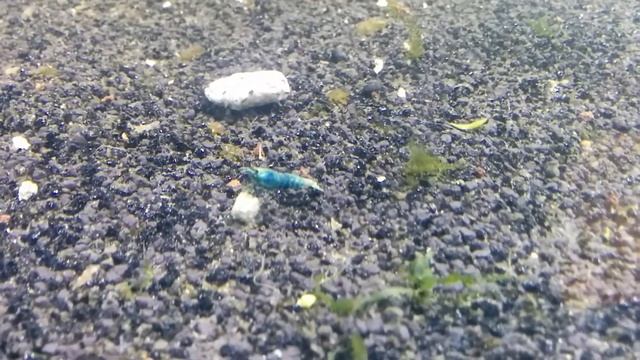 Креветка Тайвань: Black and Blue King Kong Shrimp, Taiwan bee Blue Bolt (BB), Panda смотреть онлайн