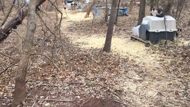 Feral cat colony 2/20/19 смотреть онлайн