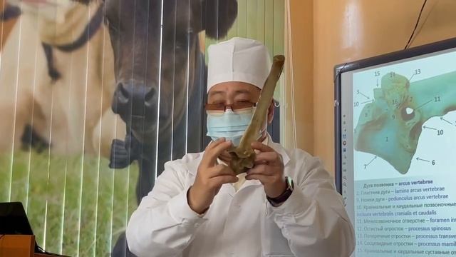 доп. к грудн. позвонку; 25 октября 2023 г. смотреть онлайн