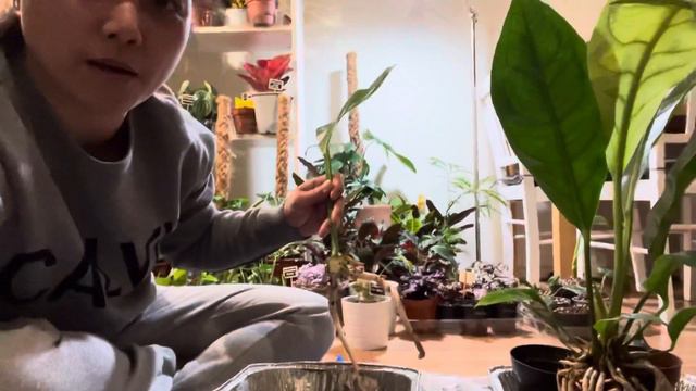 Anthurium Jungle King Propagation