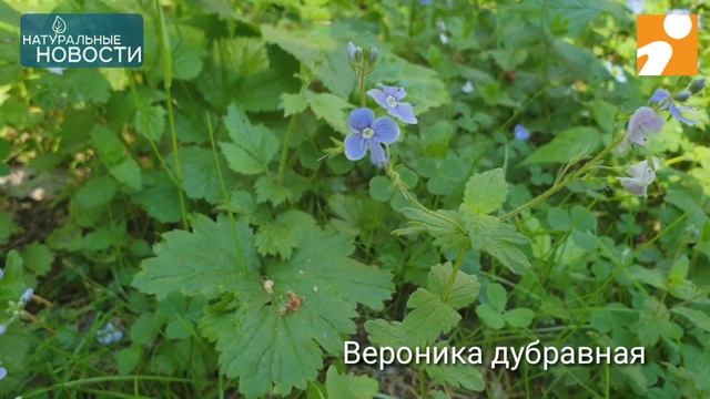 Вероника дубравная смотреть онлайн