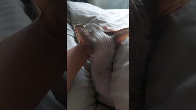коты наше всё, кто в доме хозяин ?) Филя 😘😘😘 смотреть онлайн