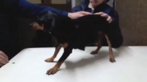 Послеродовая эклампсия собак. Симптоматика.