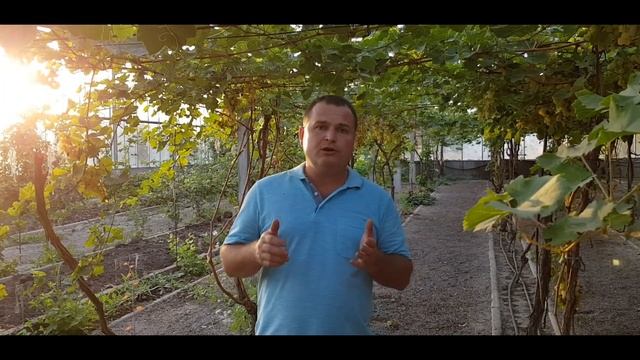 Виноград ХЕЛЛОУИН ИСТОРИЯ ОДНОГО КУСТА ЧАСТЬ 2/ Результаты прививки смотреть онлайн