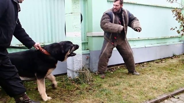 Испанский мастиф, первое занятие по охране смотреть онлайн