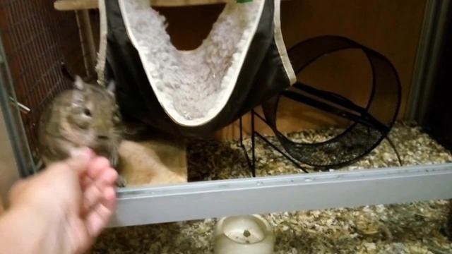Белки Дегу 8___Proteins Degu 8 смотреть онлайн