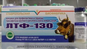 Вакцина ЛТФ 130 для КРС (применение)