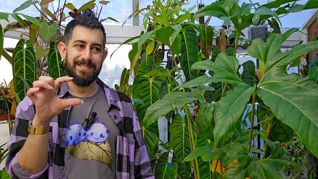Growing Anthurium Pedatum: Year 1 Review 📆 | Real and unfiltered opinions. смотреть онлайн