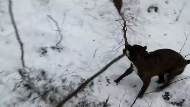 Стафф в естественной среде обитания. смотреть онлайн