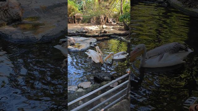 Розовый пеликан ловит рыбу в сафари парке Бангкока смотреть онлайн