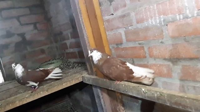 Обзор "секретной" голубятни.? Новые голуби, новые пары. Николаеские голуби. (Начало марта). смотреть онлайн