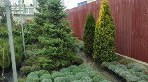 туя смарагд уход и подкормка растения весной .