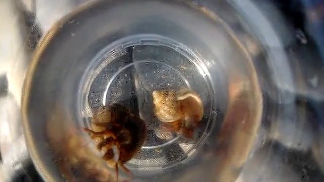 Ракушки борются смотреть онлайн