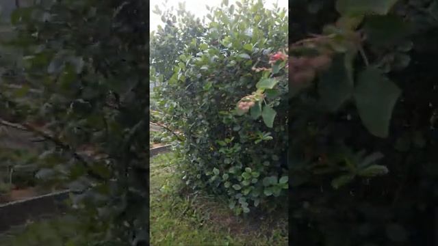 Снежница дача, ул.ПИХТОВАЯ.. смотреть онлайн
