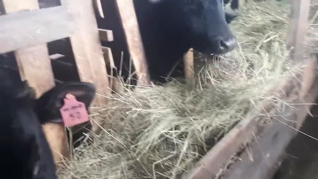 Не много о себе и Вакууматор смотреть онлайн