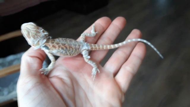 ЛИНЬКА У БОРОДАТЫХ АГАМ смотреть онлайн