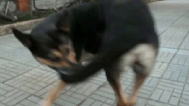 Dogs Entertain Cats .Домашние #животные развлекаются\#собаки #коты\