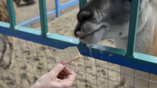 Лама ест печенку смотреть онлайн