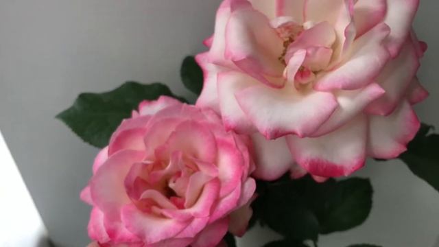 Флорибунда « Юбилей Принца Монако ?? » смотреть онлайн