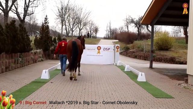 Lot 9: Big Cornet - Wallach v. Big Star/Cornet Obolensky смотреть онлайн