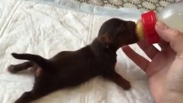 Горький шоколад, щенок смотреть онлайн