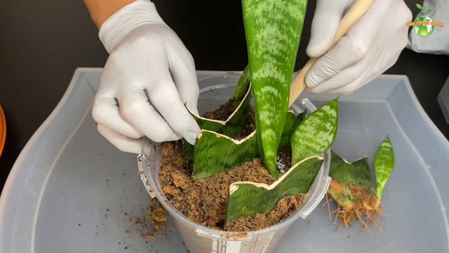 Snake Plant : Sansevieria Propagation from Leaf Cuttings (PART 2 UPDATES) смотреть онлайн