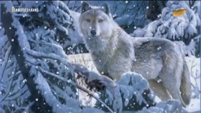 «Самопознание». В гармонии с природой смотреть онлайн