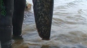 Подводные просторы России №8. Ахтуба