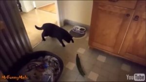 Коты и огурец
