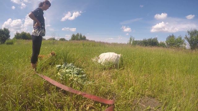 Купили коз и привезли в поле//Что дальше??? смотреть онлайн