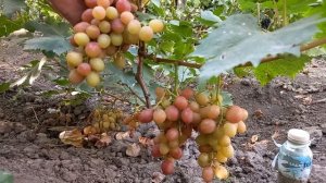 Виноград  ГРАН-ПРИ 2023