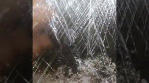 Не всходят семена томата, что делать?