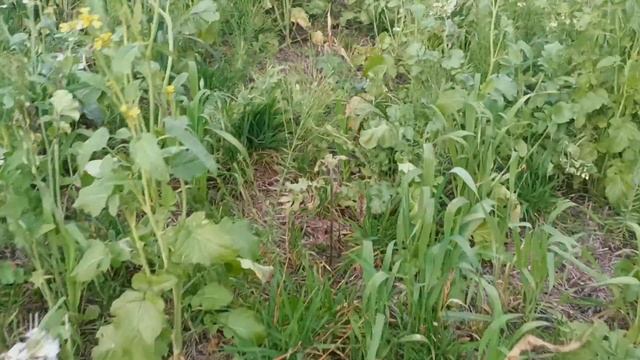 Почему не работает гербицид? смотреть онлайн